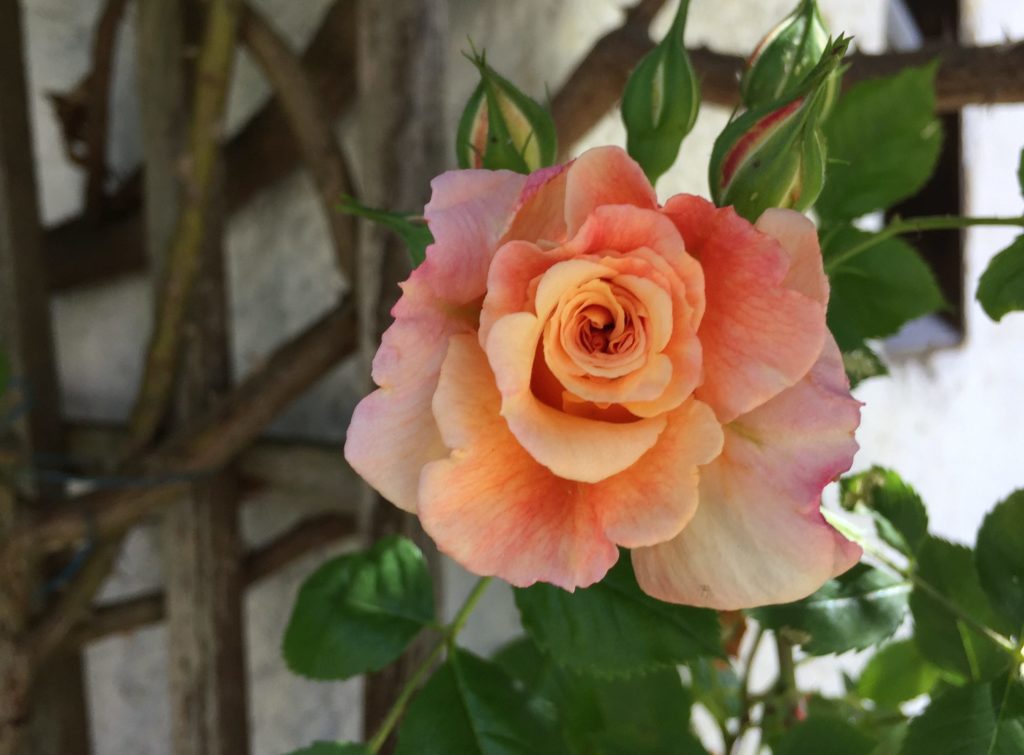 Kletterrose wächst an einer Hauswand