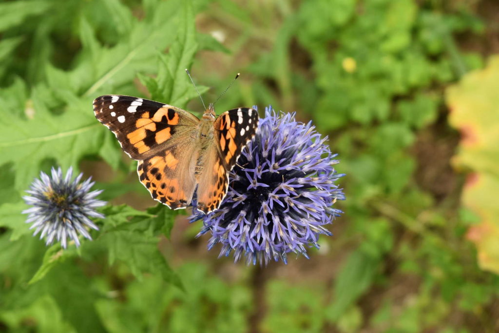 Schmetterling auf Kugeldistel im Garten