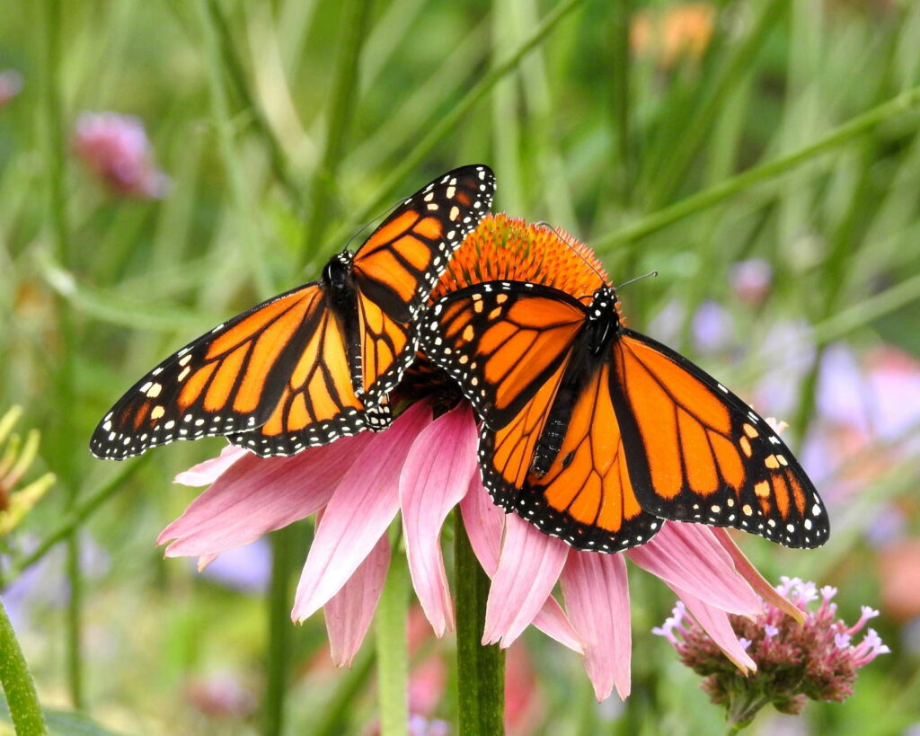 Schmetterlinge auf pinker Blume