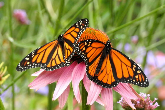 Schmetterlingsfreundliche Pflanzen: Die 10 besten Arten