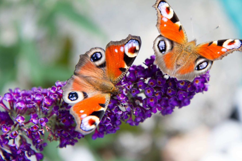 Schmetterlingsflieder mit Schmetterlingen