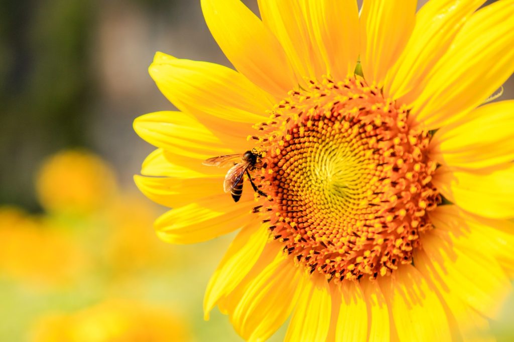 47+ Bienenfreundliche Blumen Liste, Damit können sie die