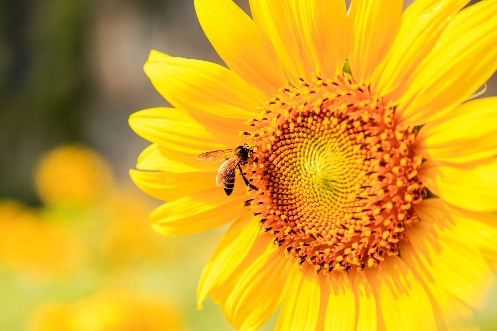 Bienenfreundliche Blumen 15 Blumen für Bienen Plantura