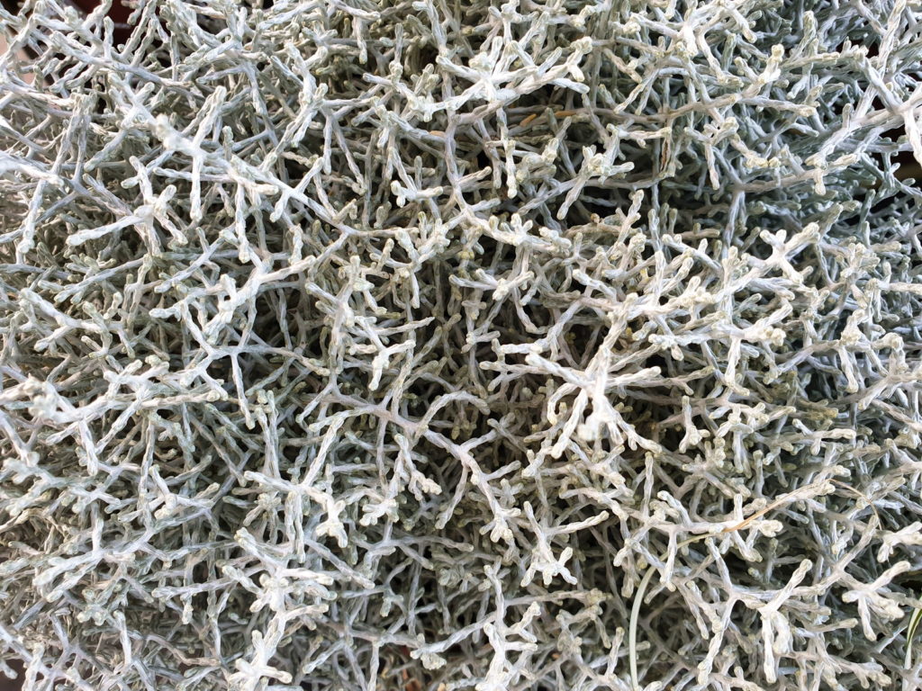 Stacheldrahtpflanze