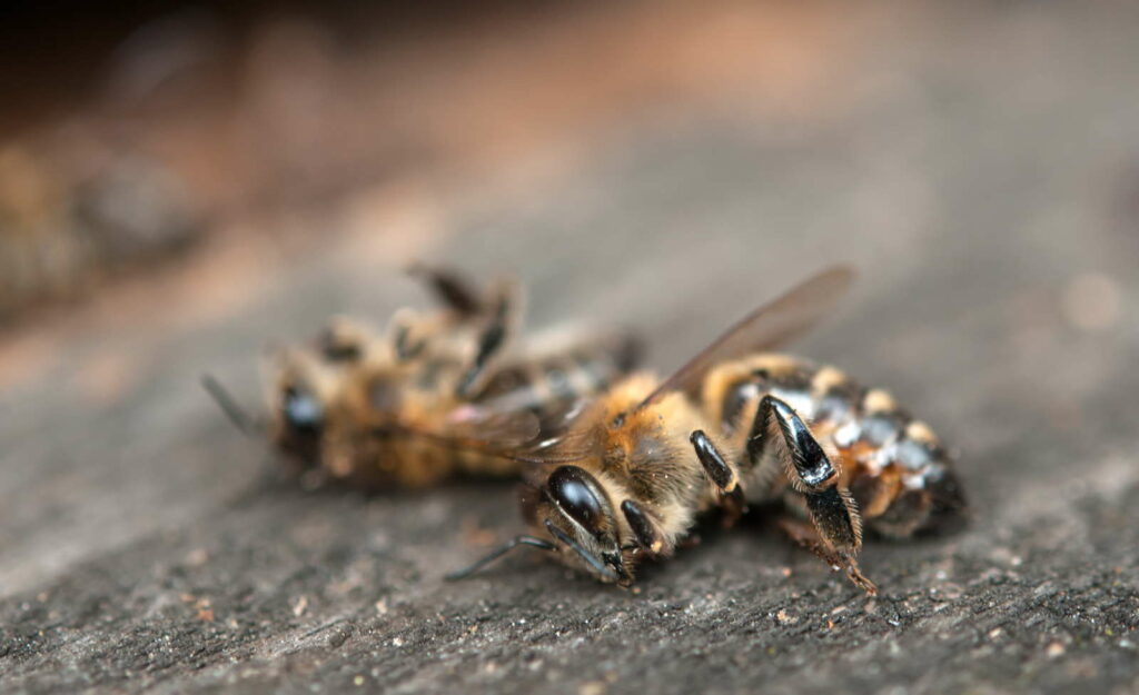 Tote Bienen auf Tischplatte