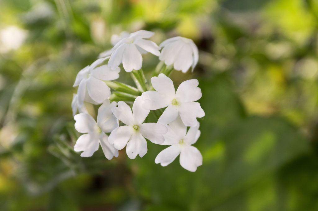 Verbene mit weißen Blüten
