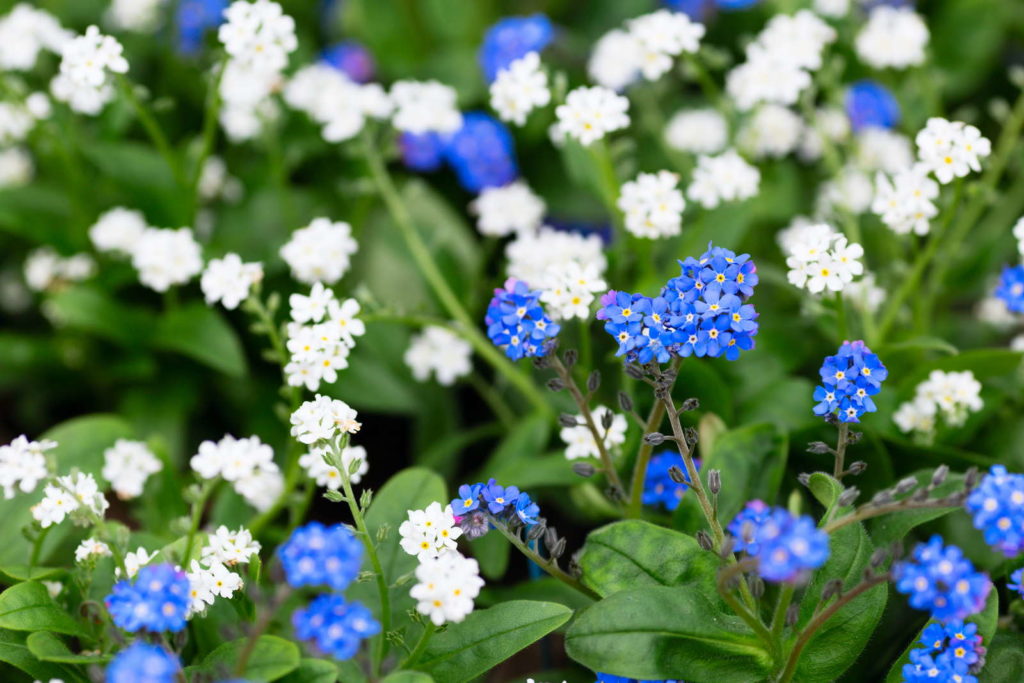 Vergissmeinnicht-Blüten in Blau und Weiß