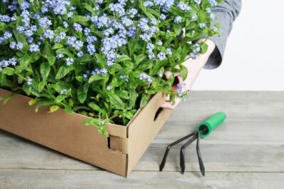 Vergissmeinnicht pflanzen: Alles zu Standort, Vorgehen & Blütezeit