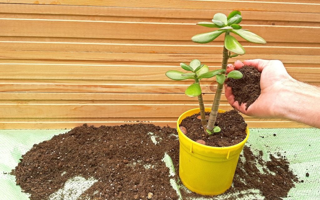 Gummibaum in Topf mit Erde beim Umtopfen