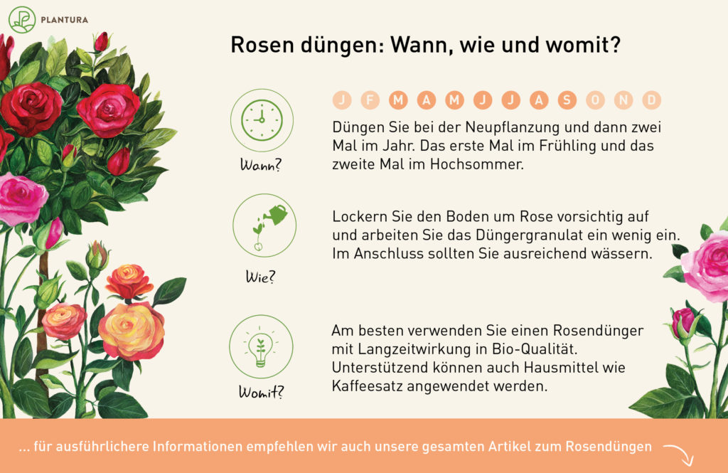 Rosen düngen ProfiTipps zum richtigen Zeitpunkt & Plantura