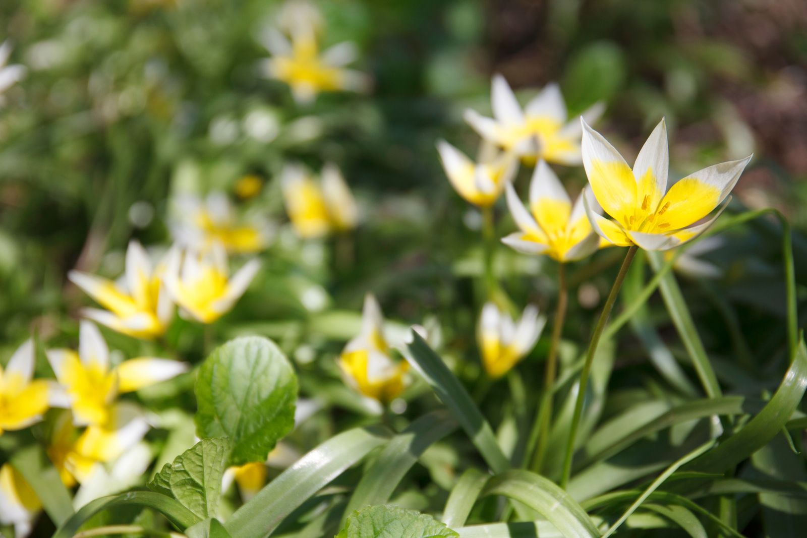 Welche Pflanzen mögen Bienen nicht? Plantura