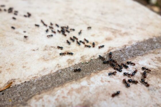 Hausmittel gegen Ameisen: Was hilft wirklich?