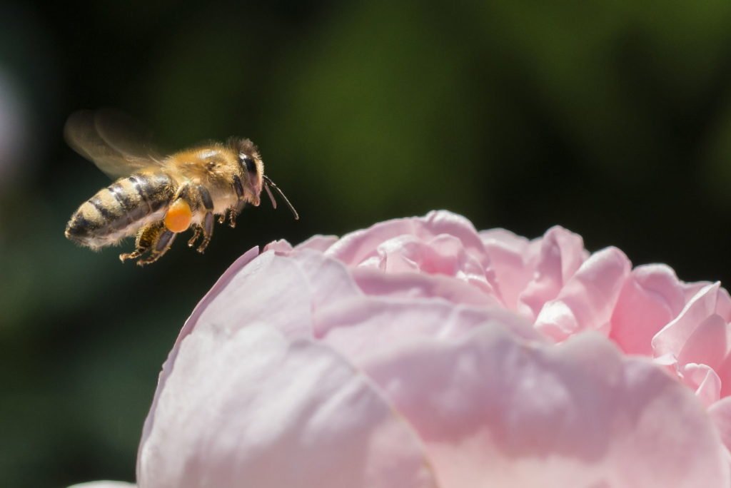 Biene schwebt über gefüllter Blüte
