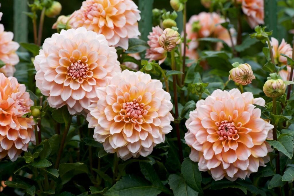 gefüllte Dahlien