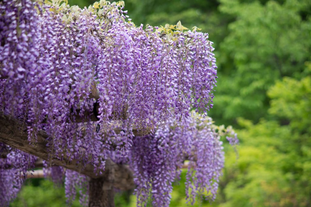 Blauregen in voller Blüte im Garten
