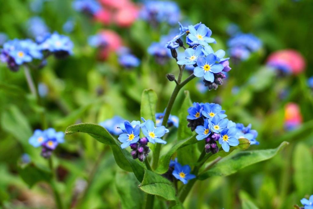 Vergissmeinnicht Nahaufnahme mit blauen Blüten
