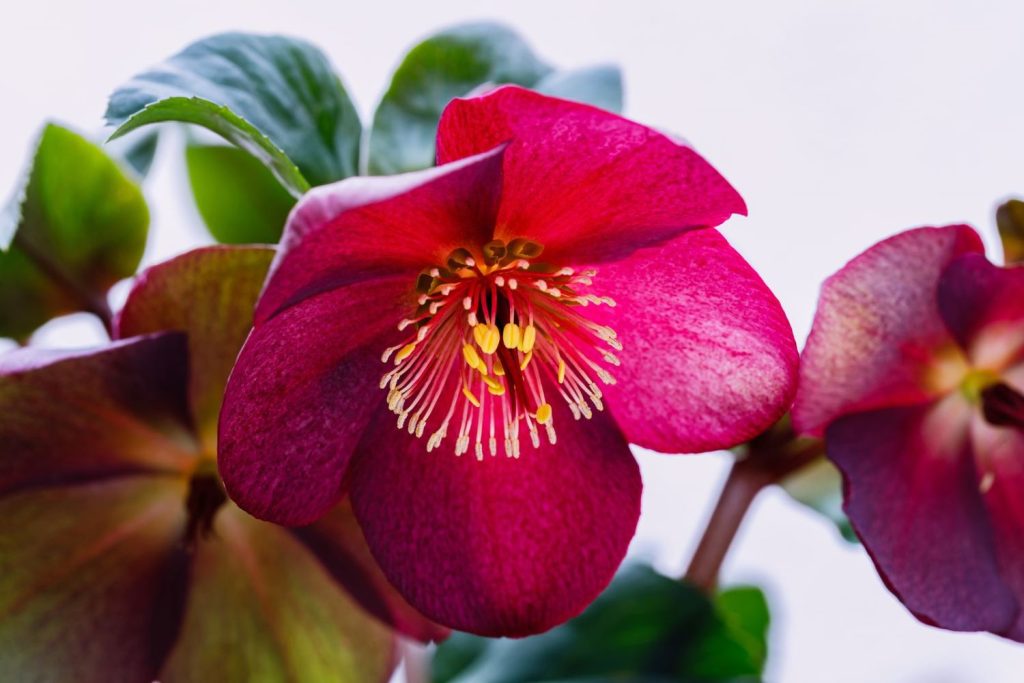 Christrose mit roter Blüte