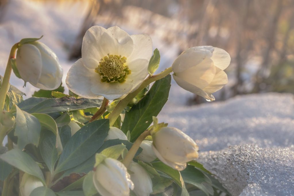 Weiße Christrose