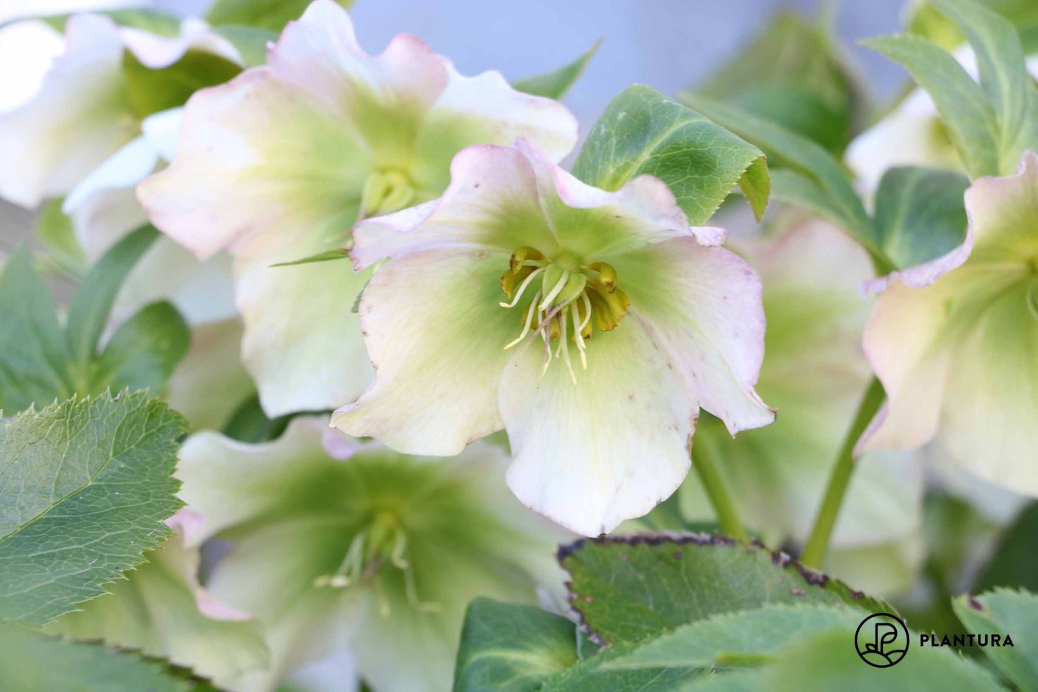 Giftige Christrosen: Sind die Blumen für Mensch & Tier gefährlich?