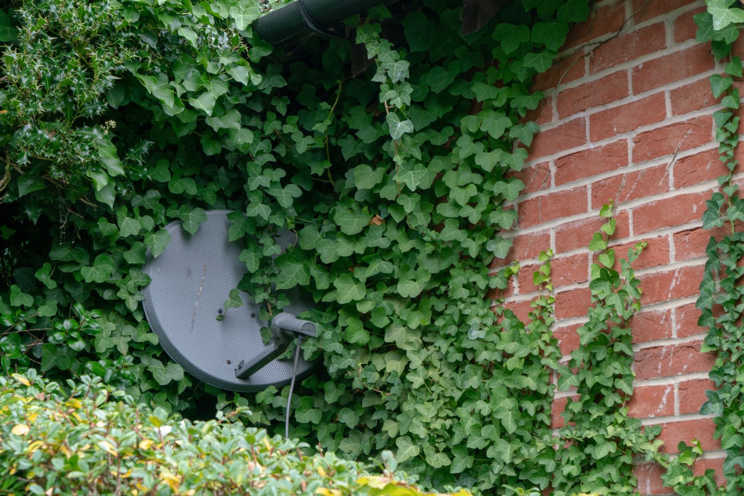 Efeu entfernen & effektiv bekämpfen Plantura