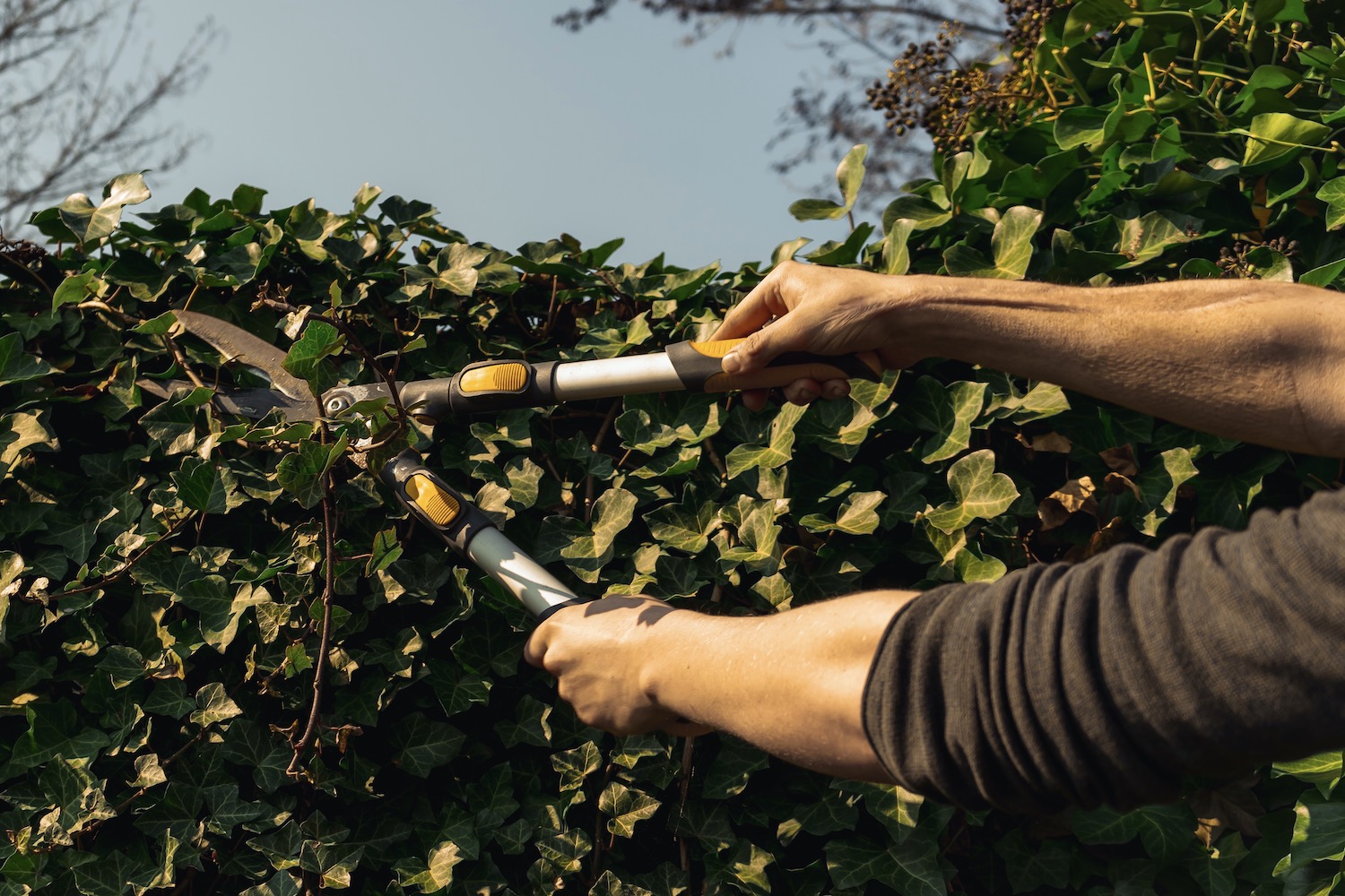 Efeu schneiden: Profi-Tipps zum Zeitpunkt & richtigen Schnitt