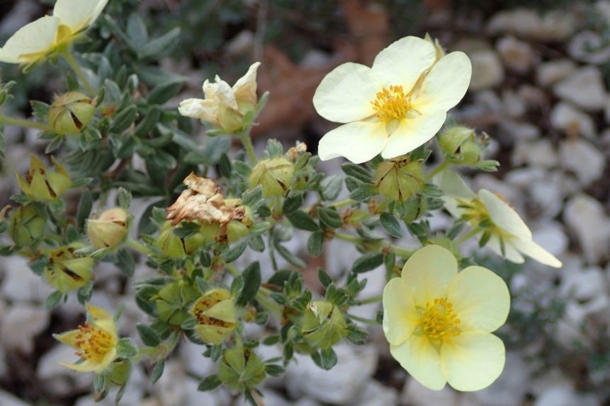 Blüte des Fingerstrauchs