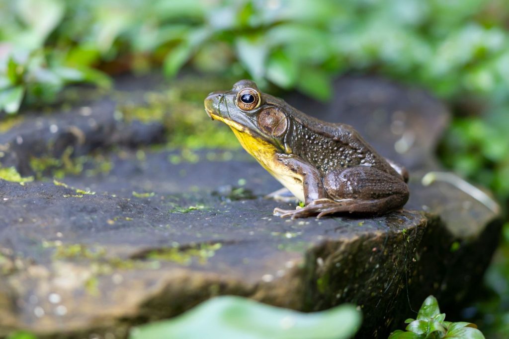 Frosch an Teich in Naturgarten