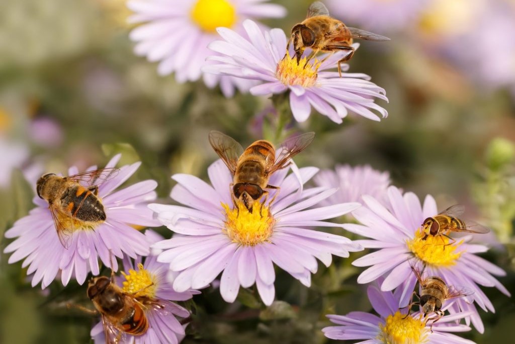Bienen auf Blüten der Glattblattaster