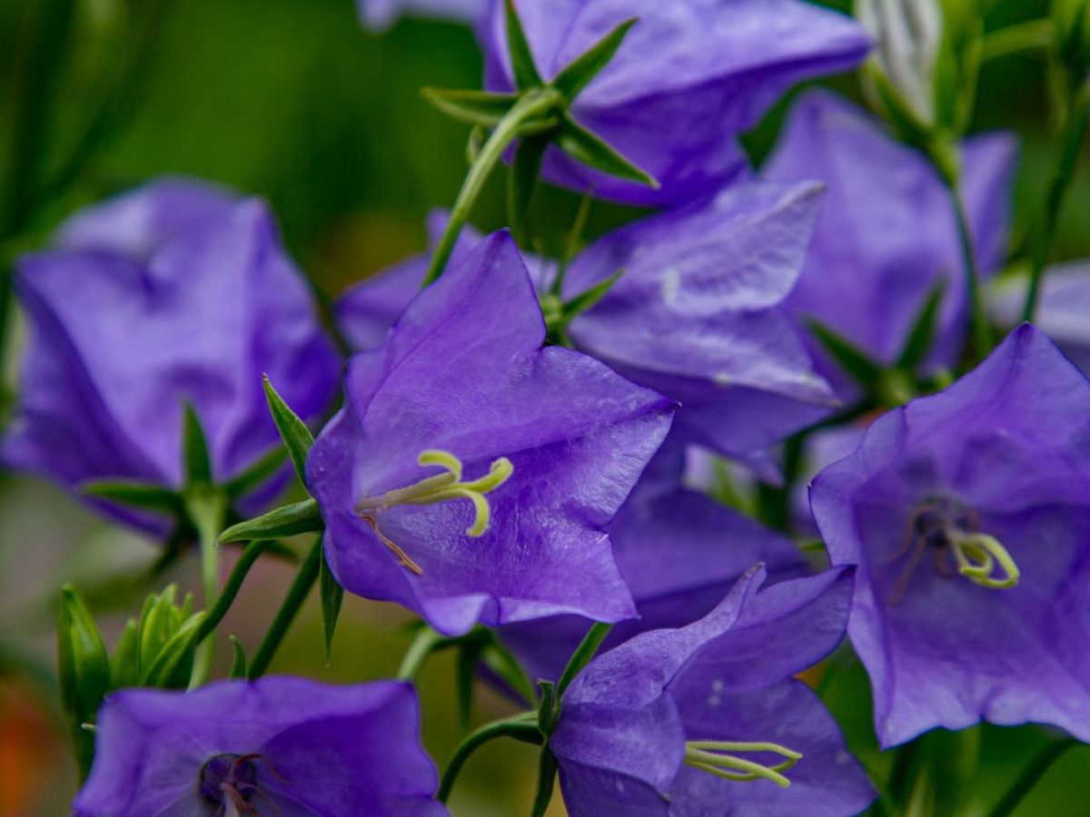 Glockenblume: Tipps zum Pflanzen & Pflegen - Plantura