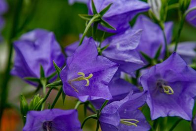 Glockenblume: Alles zum Pflanzen & Pflegen der Campanula