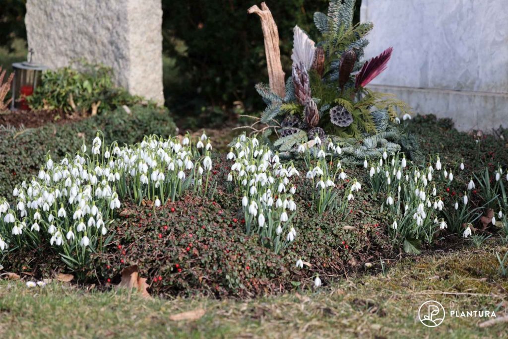 Schneeglöckchen