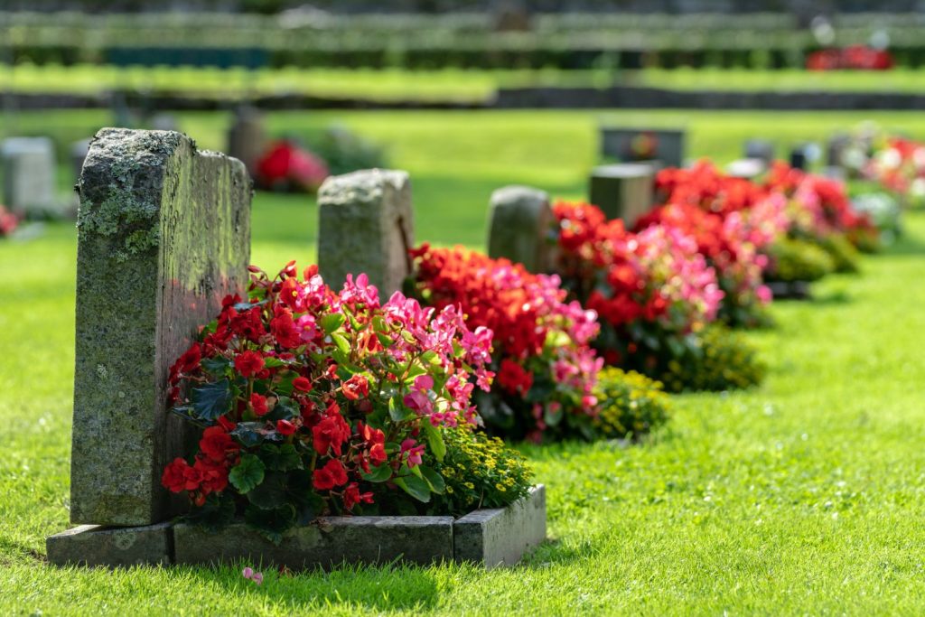 Rote Blumen auf Gräbern