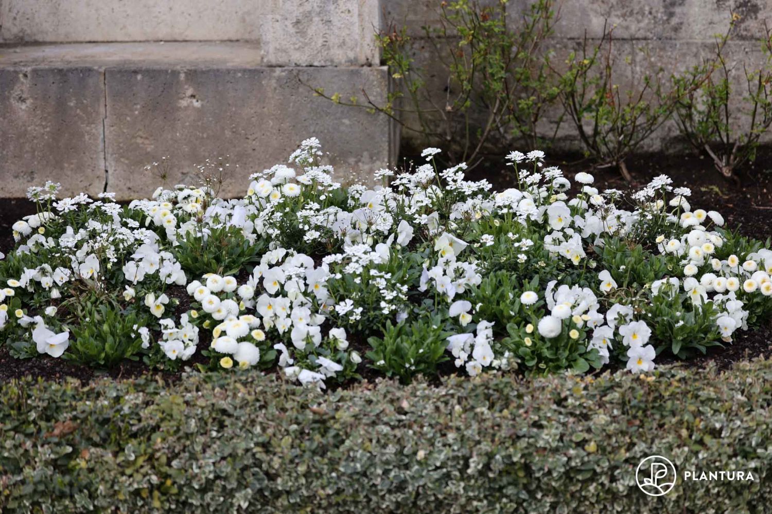 Grabpflanzen: Beispiele für pflegeleichte & immergrüne Pflanzen