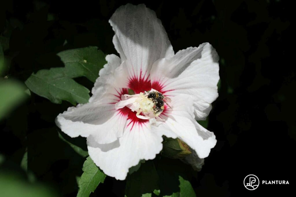 Biene an Hibiskus-Blüte