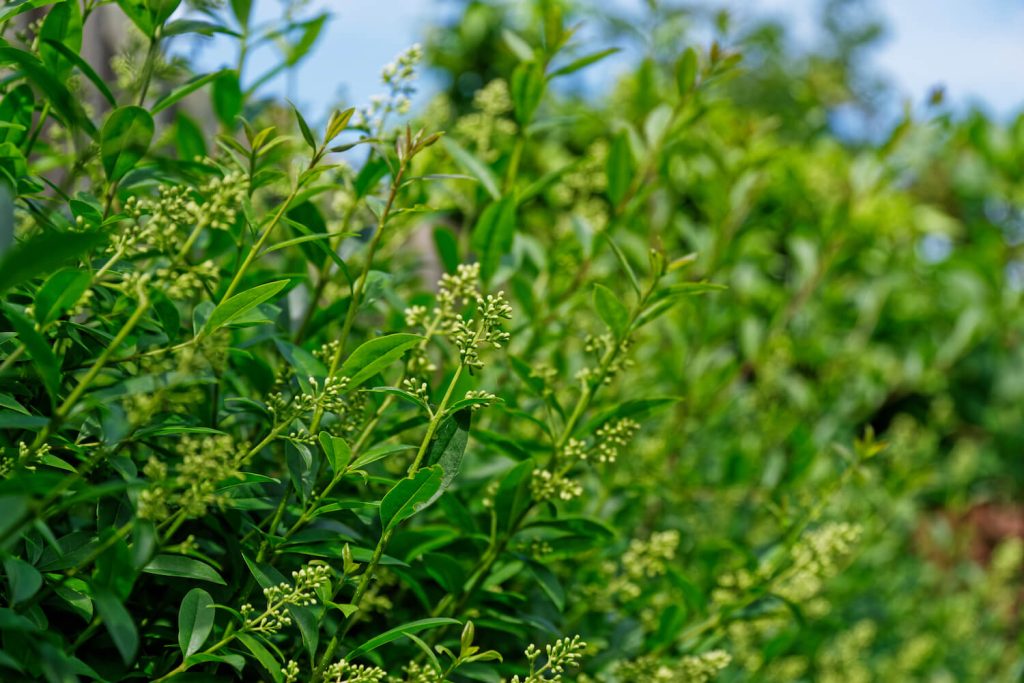 Grüne Liguster-Hecke
