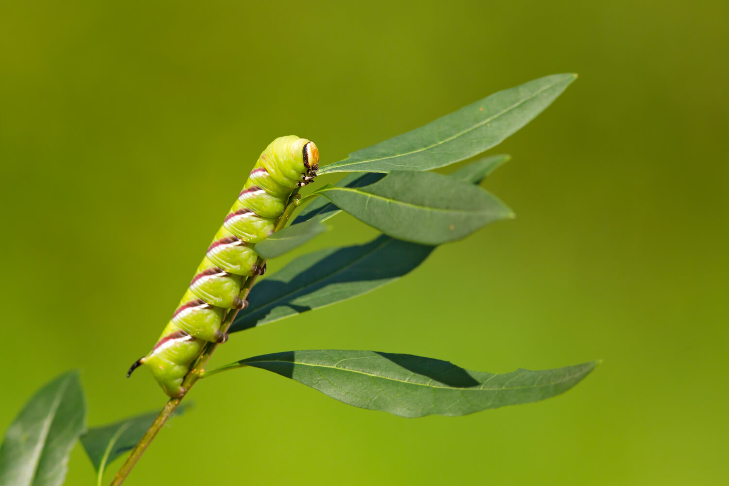 Liguster-Schwärmer: Den Schädling erkennen & bekämpfen