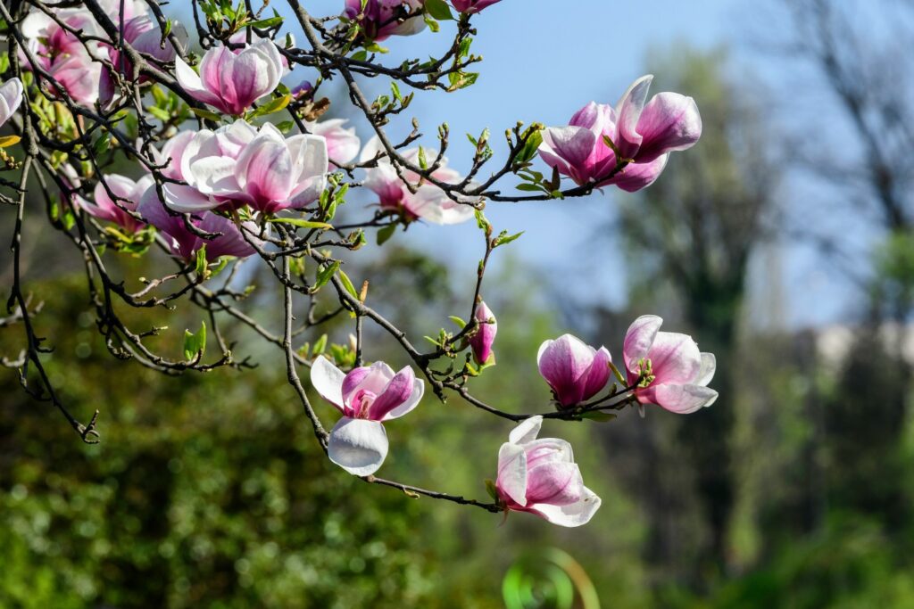Blüte der Magnolie
