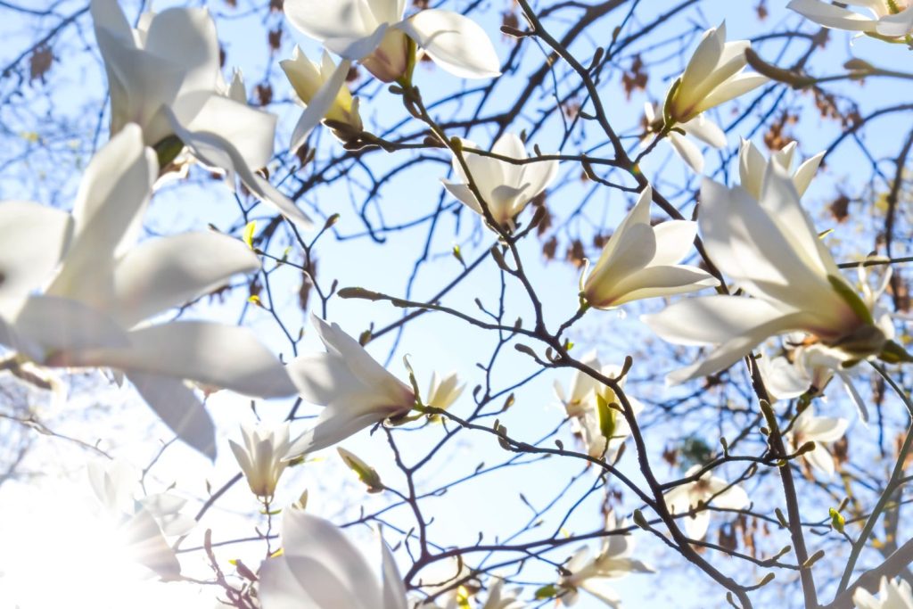 Magnolienbaum weiße Blüten an Ästen