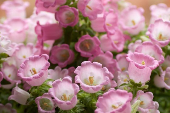 Marienglockenblume: Alles zu Sortenwahl & Pflege der Glockenblume