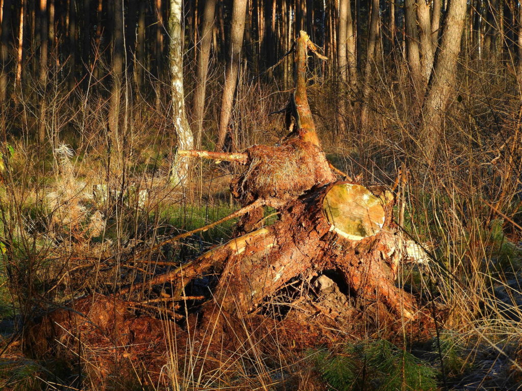 Baumstumpf als Totholz im Wald