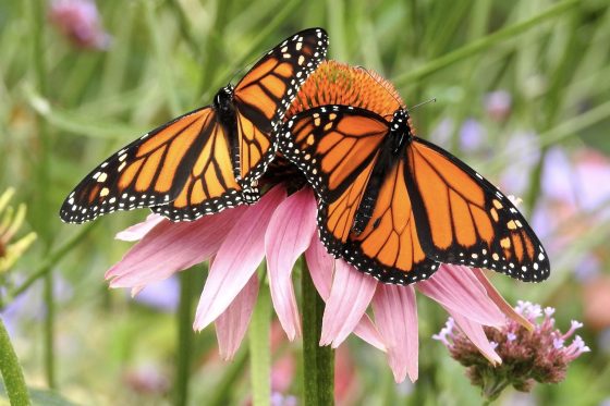 Schmetterlingsfreundliche Pflanzen: Die 10 besten Arten