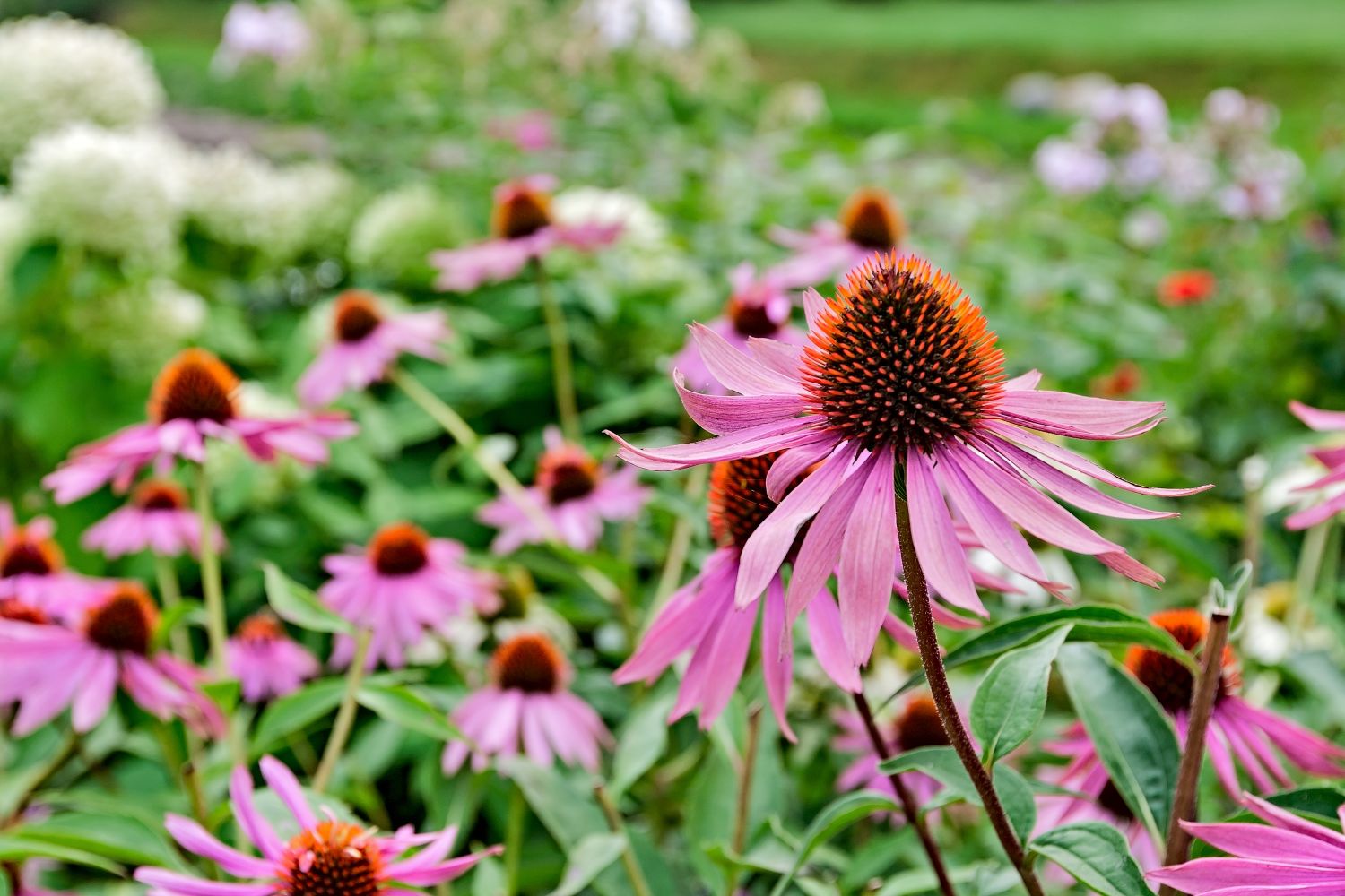 Sonnenhut vermehren: Vermehrung durch Stecklinge, Teilung & Co.