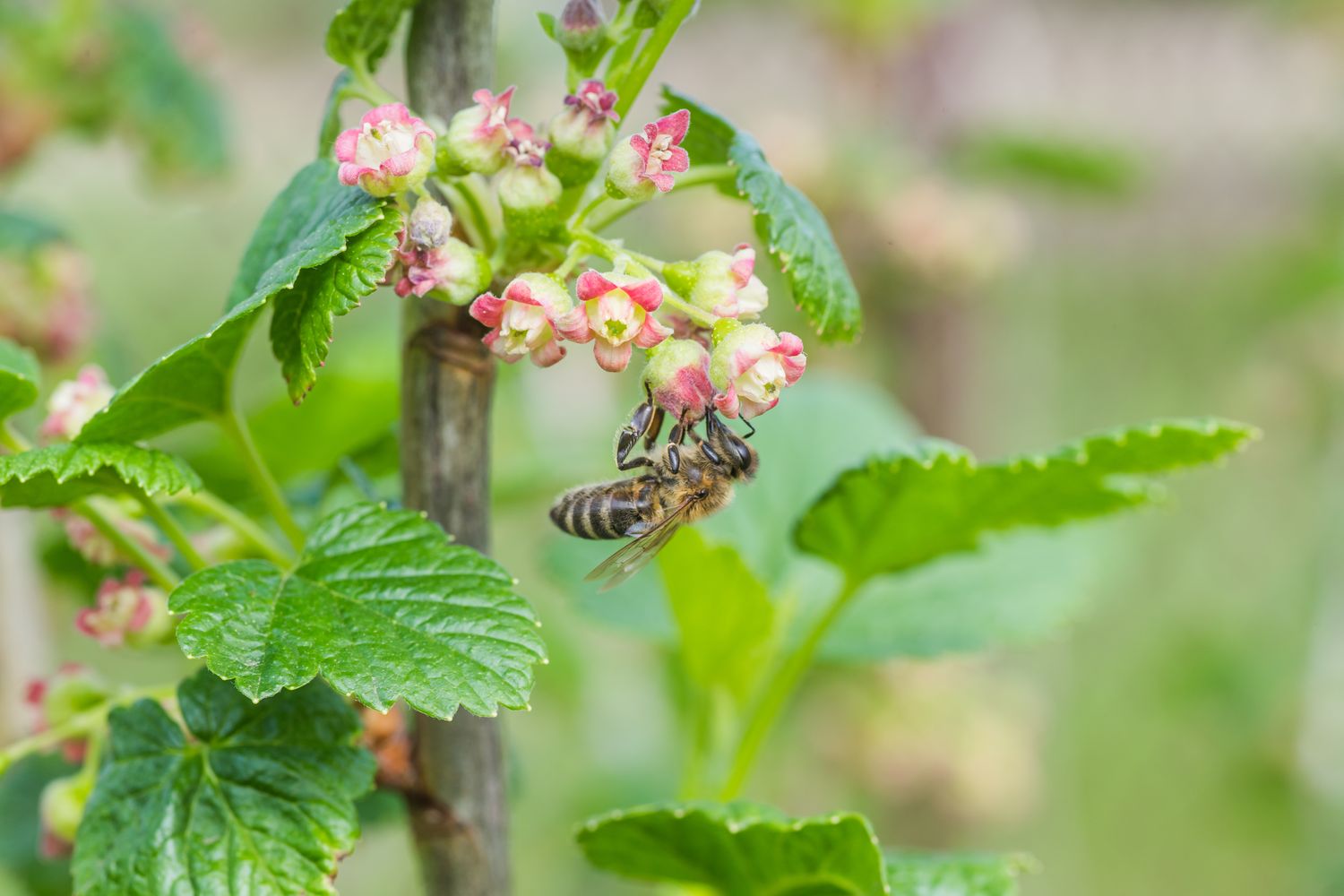 Bienenfreundliche Sträucher Top 15 Bienensträucher