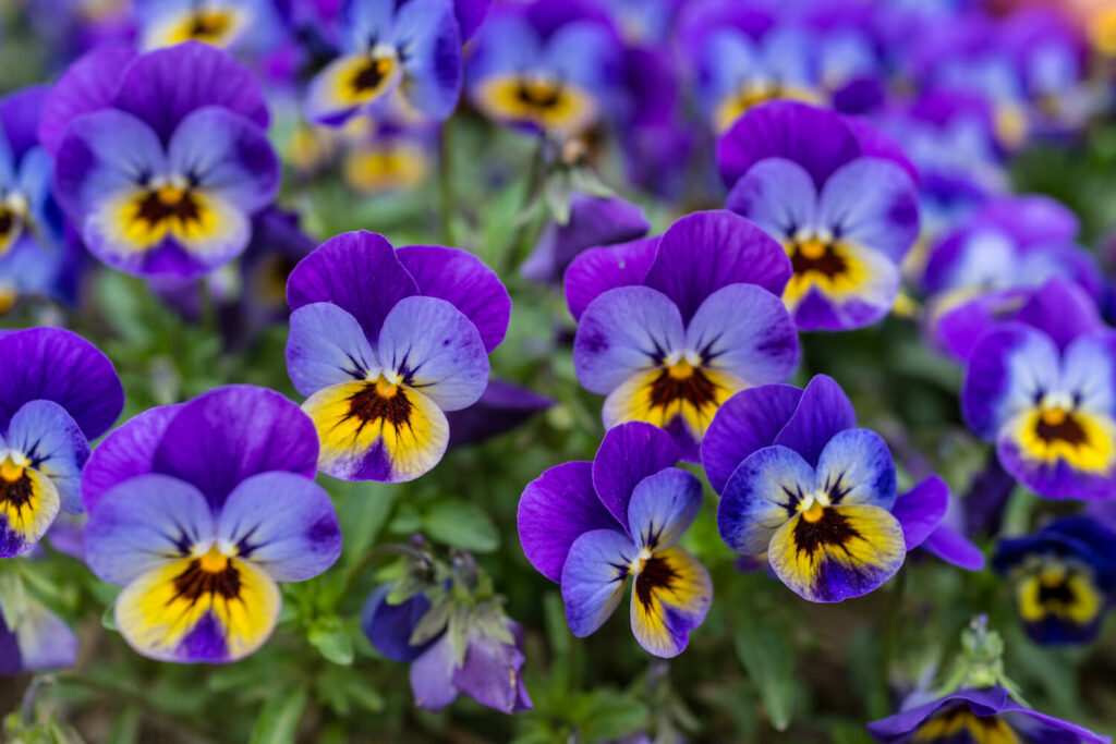 Violett blühende Stiefmütterchen