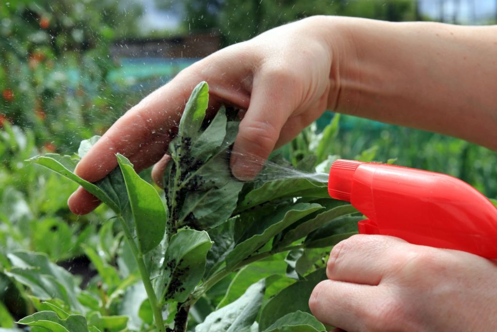 Pestizide im Garten