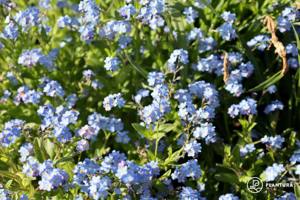 blaue Vergissmeinnicht