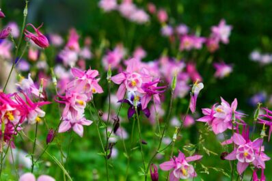 Giftige Akelei: Ist die Blume für Mensch und Tier giftig?
