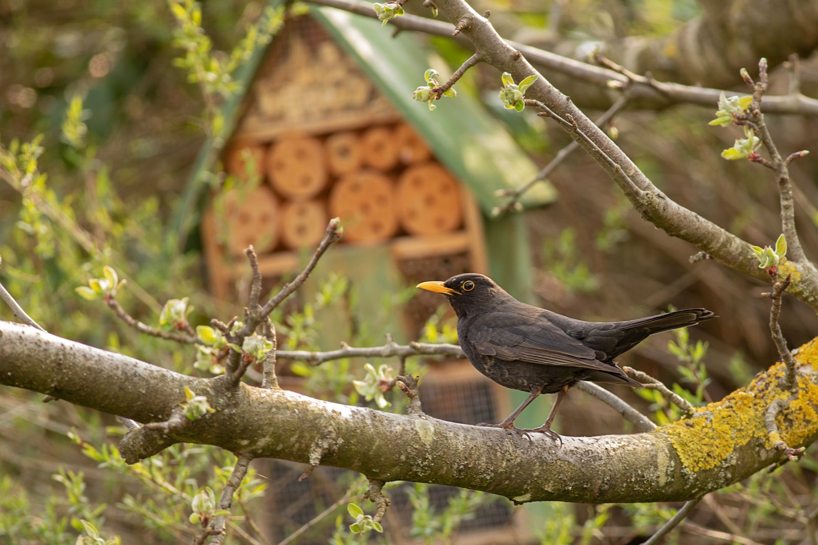 Naturschutz im Garten: 8 Tipps für das ganze Jahr