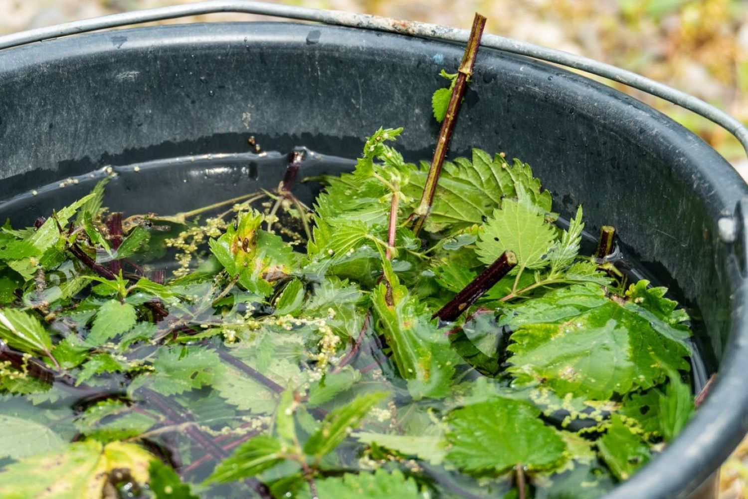 Brennnessel Wie man sie im Garten nutzen kann Plantura