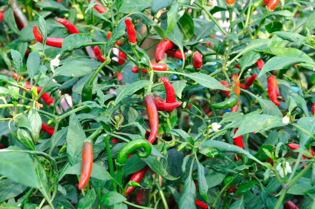 Reife Chilis an der Pflanze